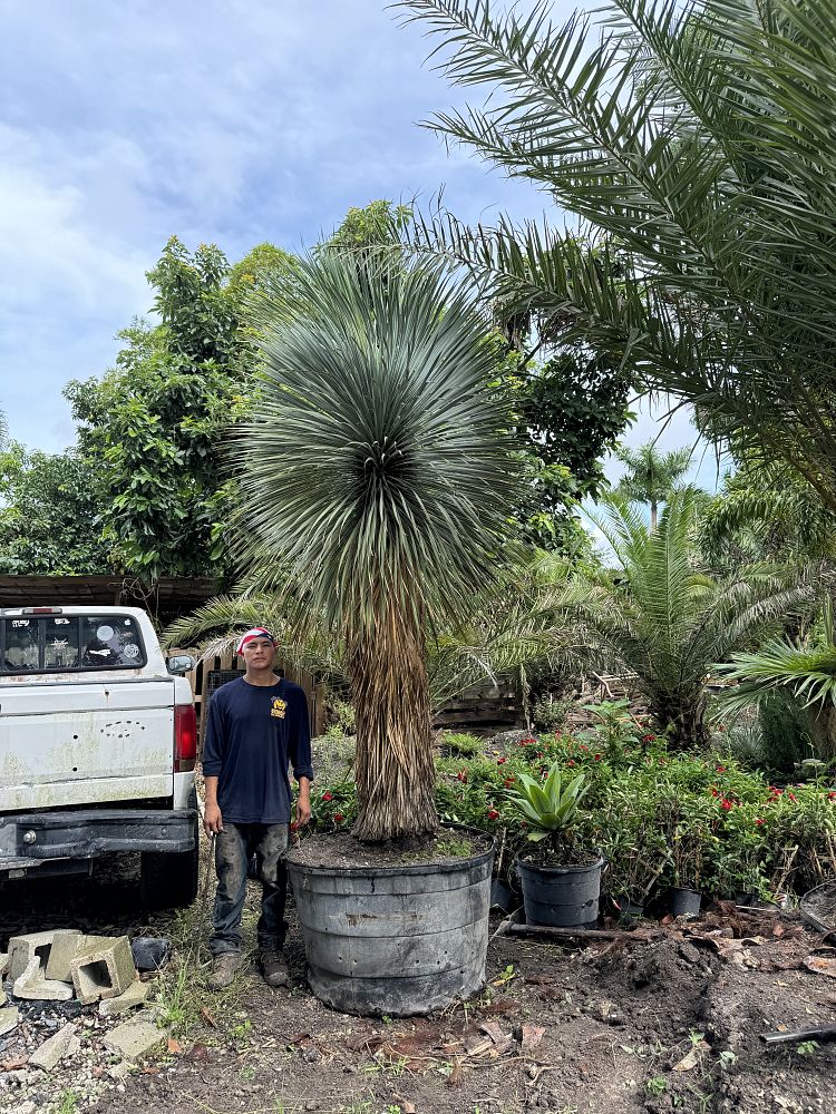 yucca-rostrata-beaked-yucca