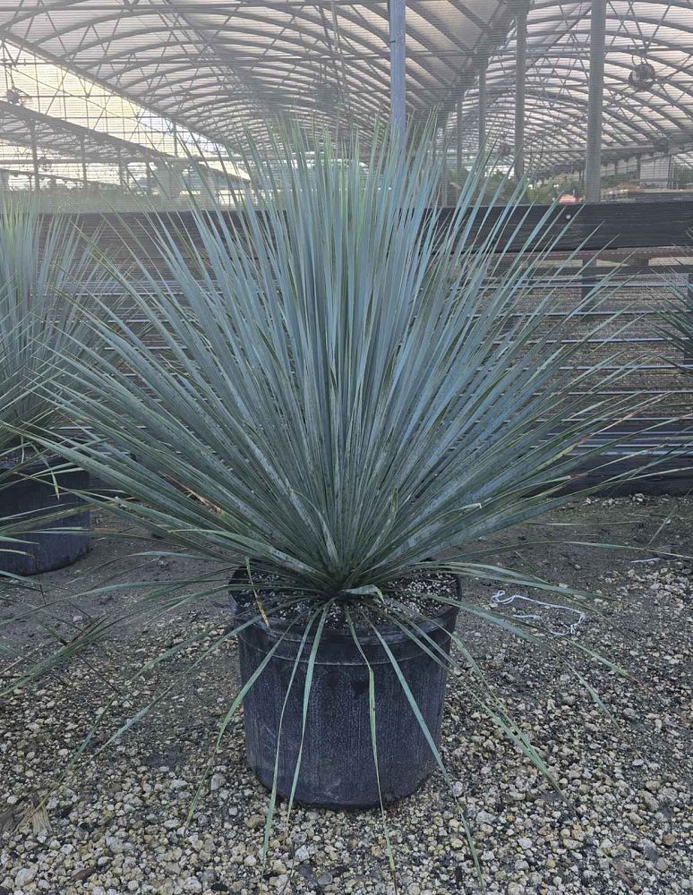 yucca-rostrata-beaked-yucca