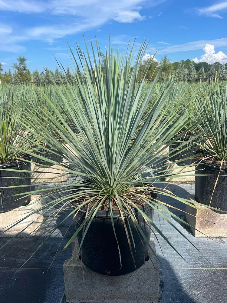 yucca-rostrata-beaked-yucca