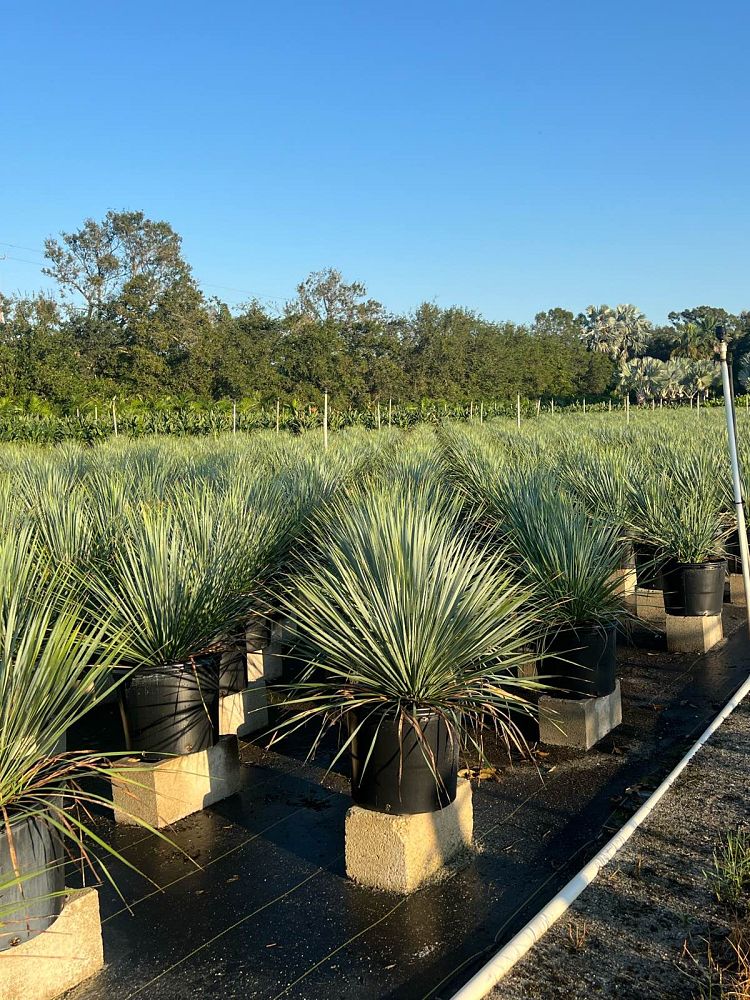 yucca-rostrata-beaked-yucca