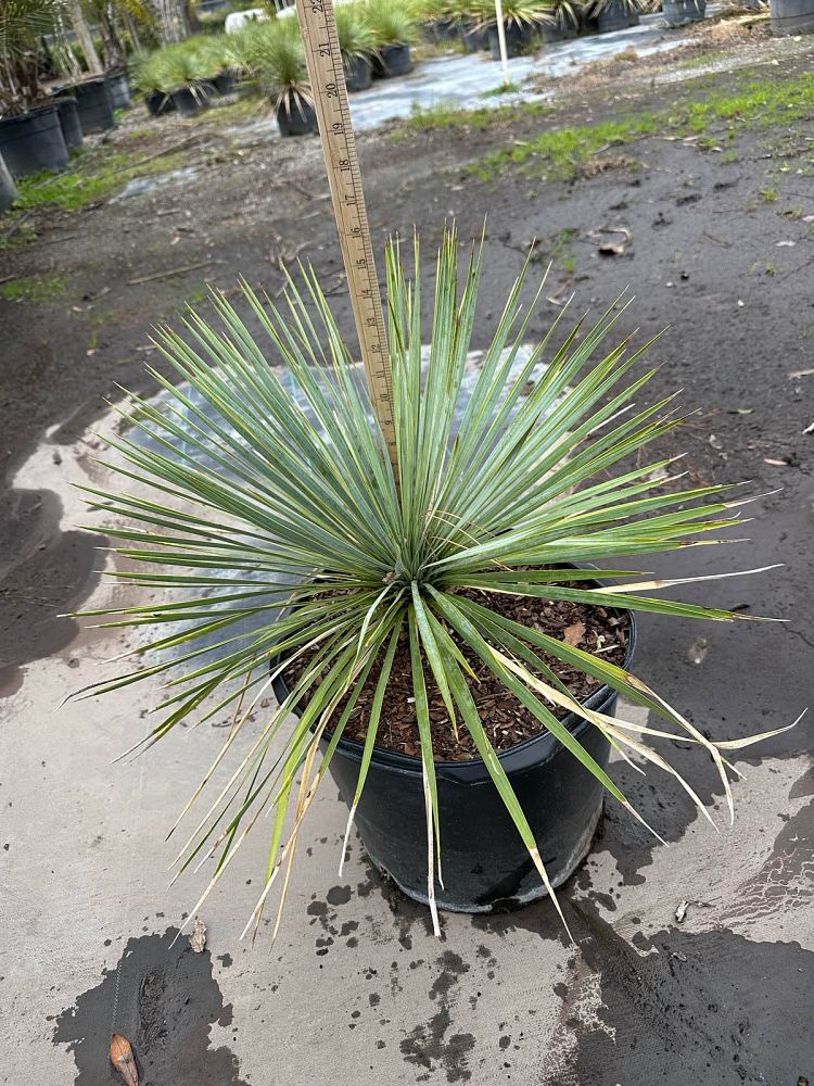 yucca-rostrata-beaked-yucca