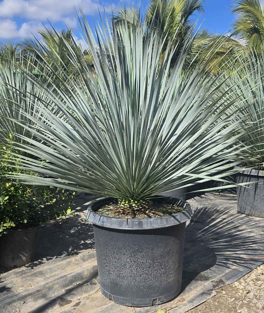 yucca-rostrata-beaked-yucca