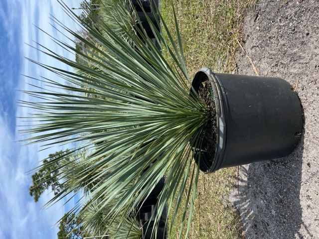 yucca-rostrata-beaked-yucca