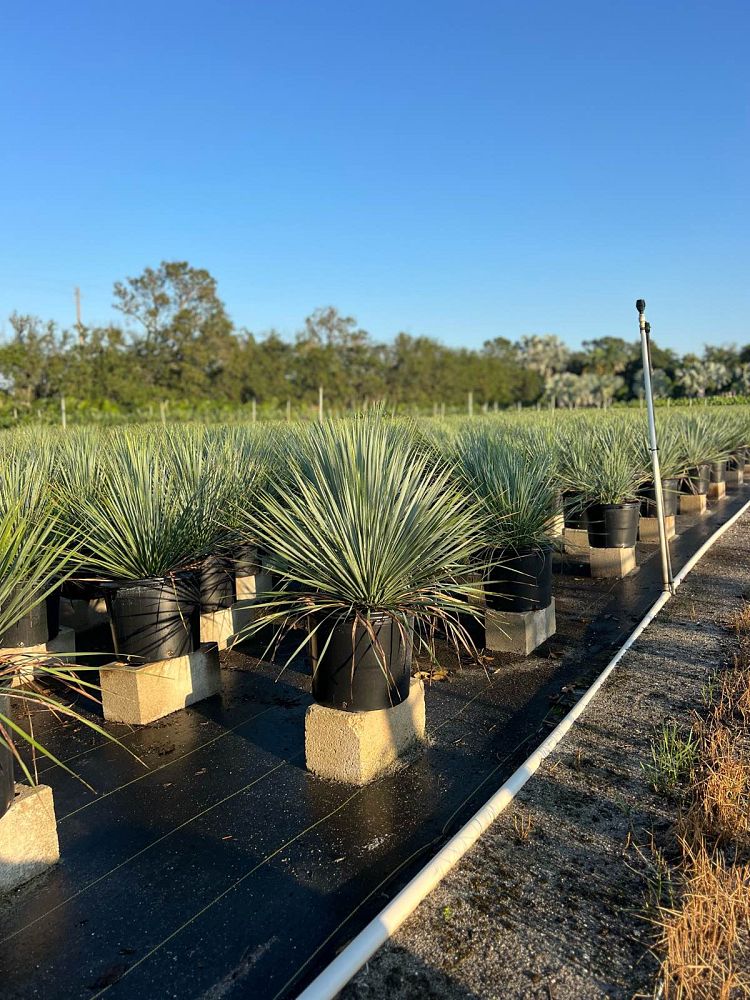 yucca-rostrata-silver-select-beaked-yucca-silver-select