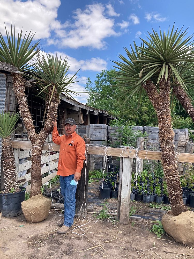 yucca-treculeana-spanish-dagger