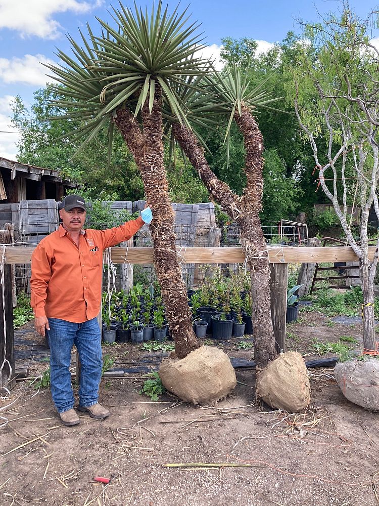 yucca-treculeana-spanish-dagger