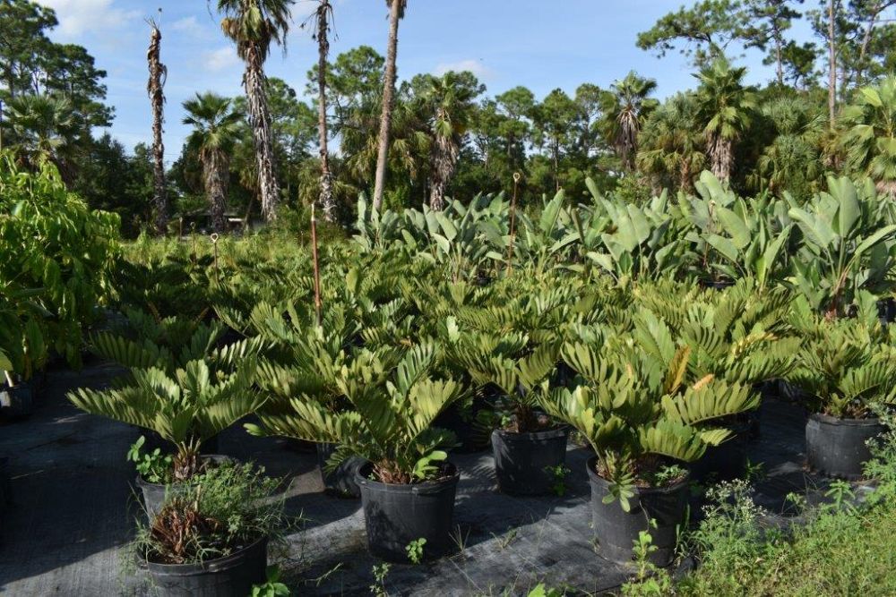 zamia-furfuracea-zamia-maritima-cardboard-palm