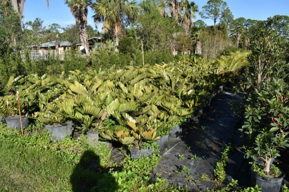 zamia-furfuracea-zamia-maritima-cardboard-palm