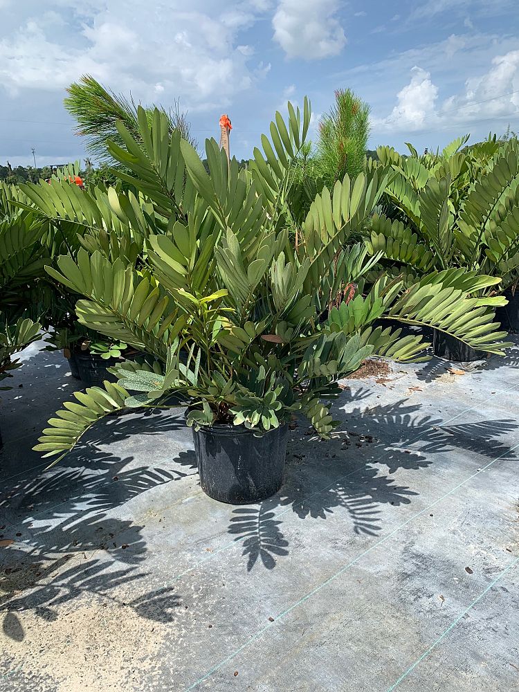 zamia-furfuracea-zamia-maritima-cardboard-palm