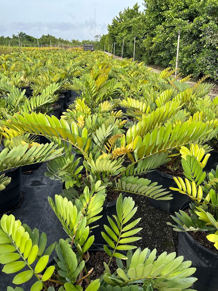 zamia-furfuracea-zamia-maritima-cardboard-palm