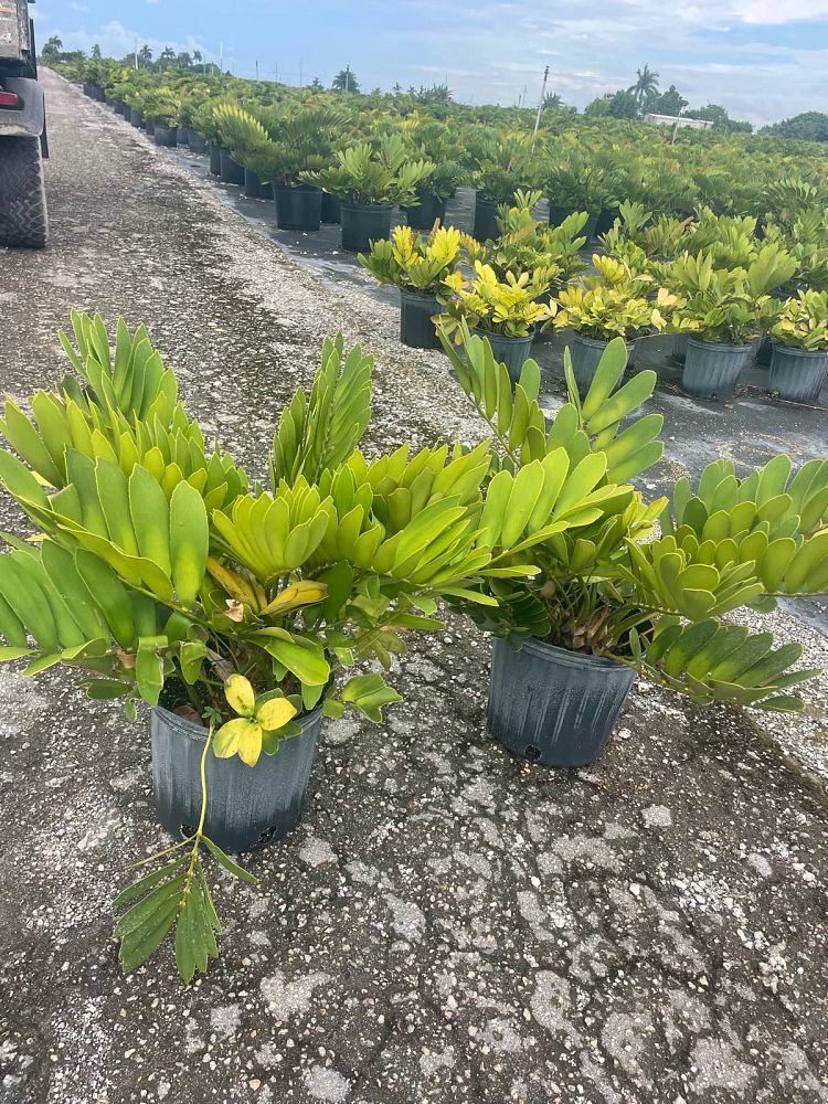 zamia-furfuracea-zamia-maritima-cardboard-palm