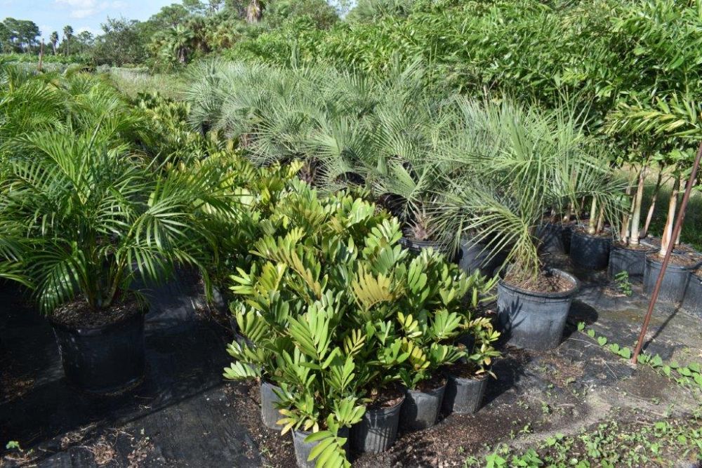 zamia-furfuracea-zamia-maritima-cardboard-palm