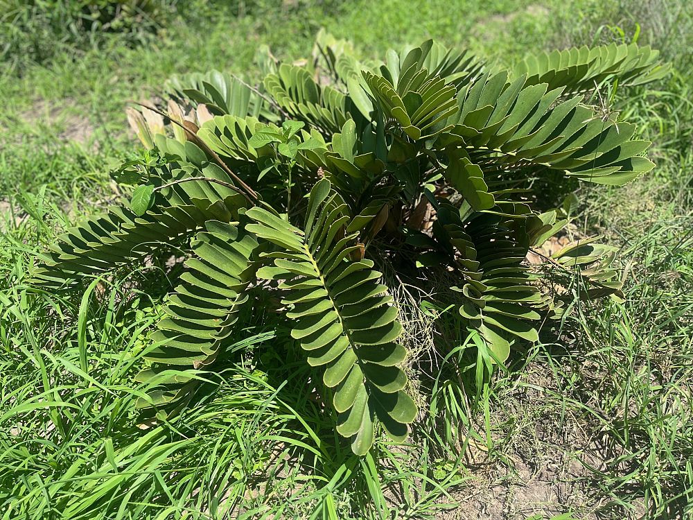 zamia-furfuracea-zamia-maritima-cardboard-palm