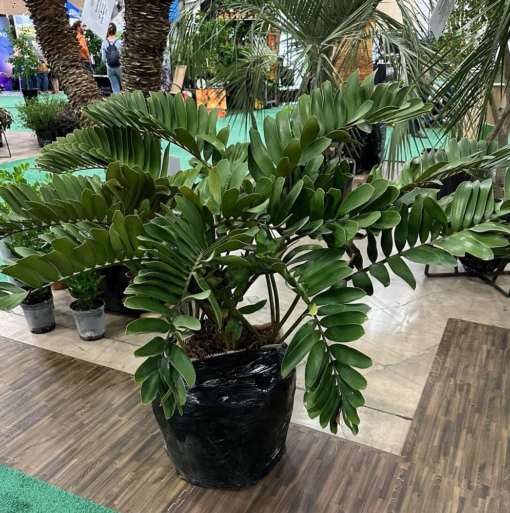 zamia-furfuracea-zamia-maritima-cardboard-palm