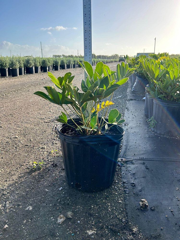 zamia-furfuracea-zamia-maritima-cardboard-palm