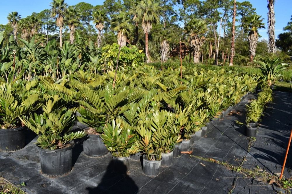 zamia-furfuracea-zamia-maritima-cardboard-palm