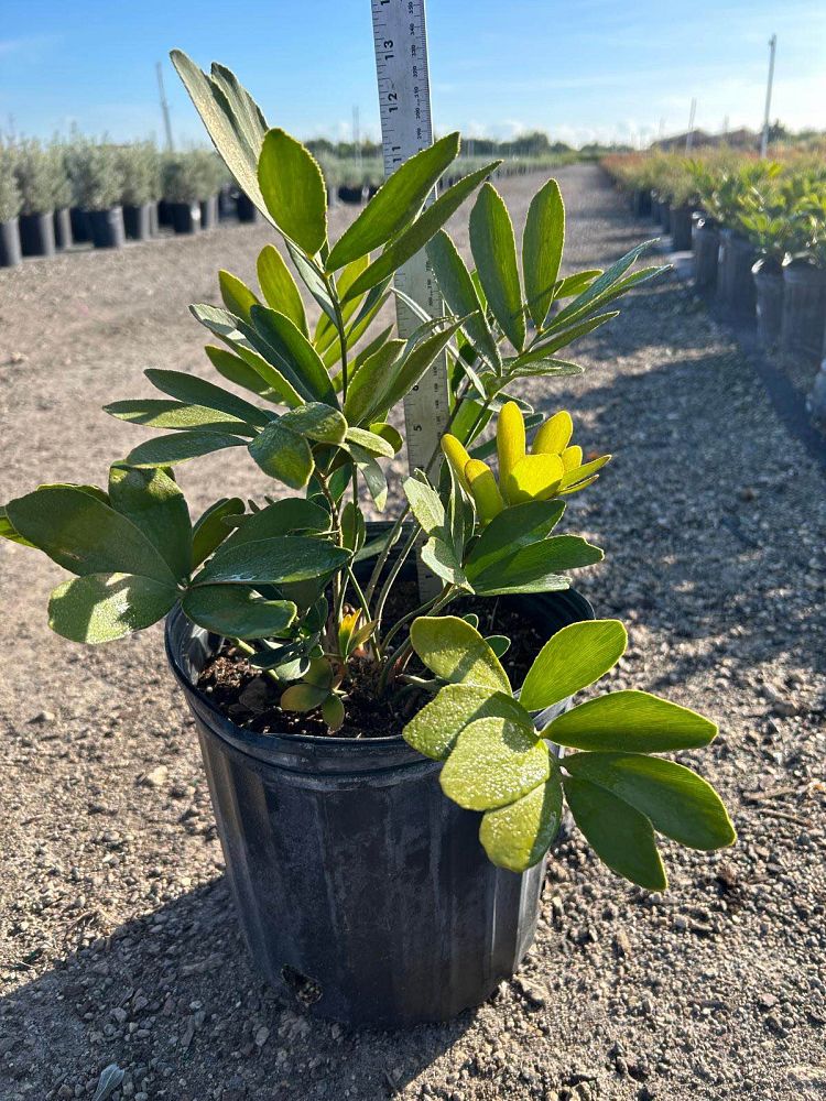 zamia-furfuracea-zamia-maritima-cardboard-palm