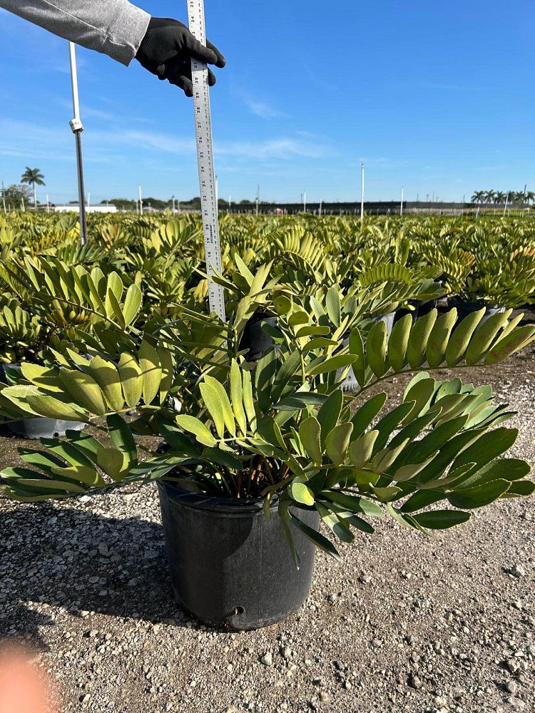 zamia-furfuracea-zamia-maritima-cardboard-palm