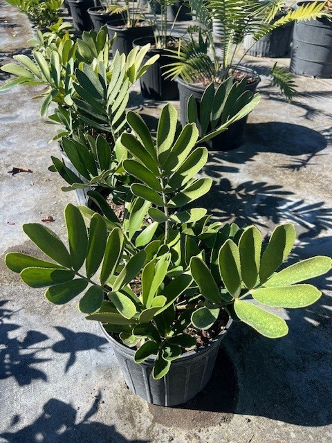 zamia-furfuracea-zamia-maritima-cardboard-palm