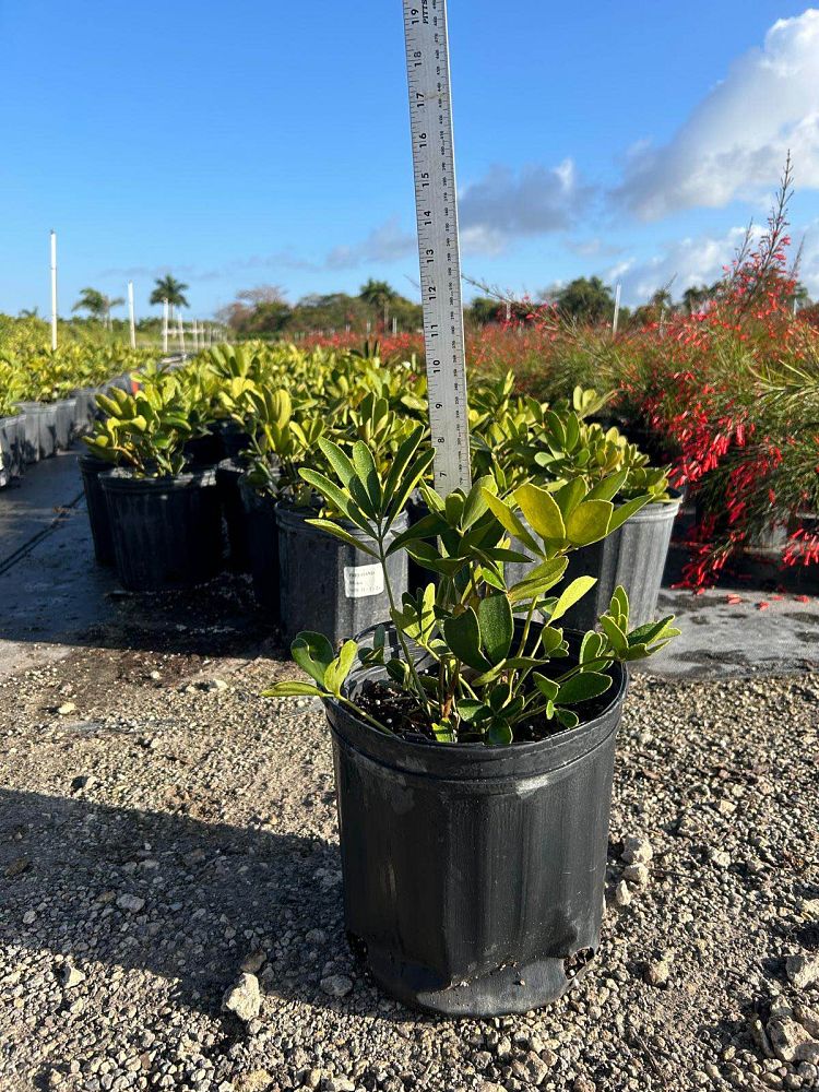 zamia-furfuracea-zamia-maritima-cardboard-palm