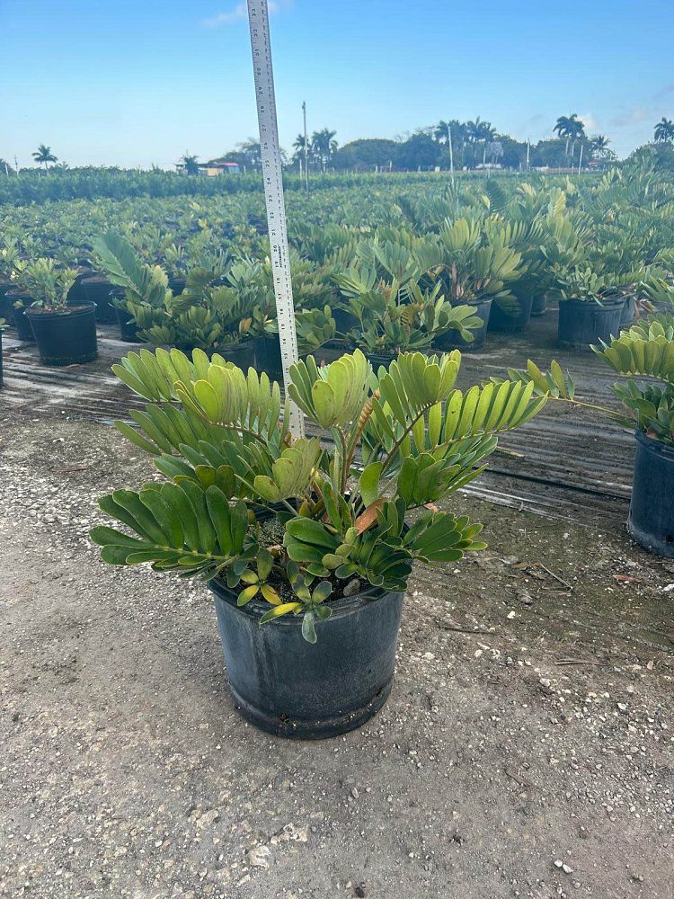 zamia-furfuracea-zamia-maritima-cardboard-palm