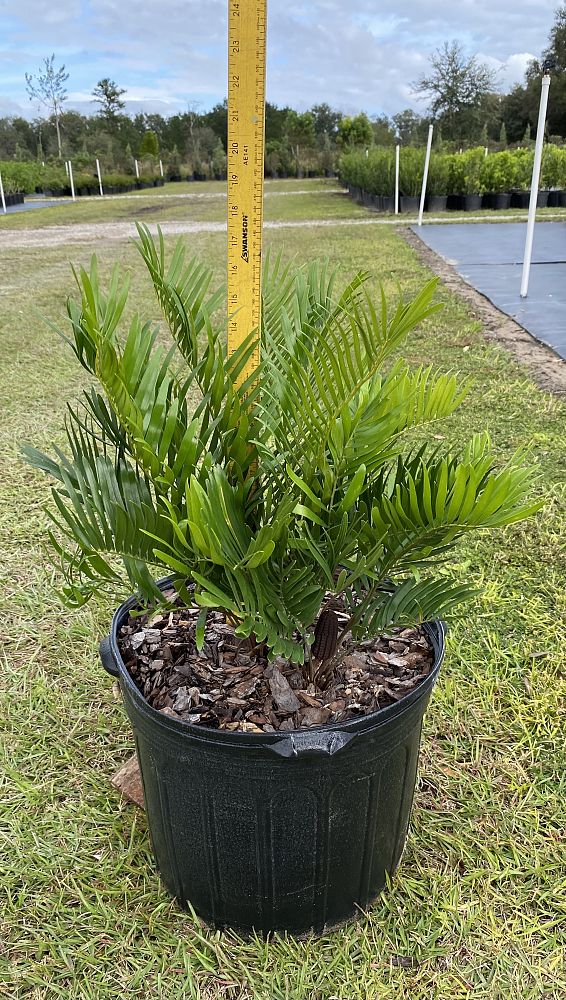 zamia-pumila-pumila-coontie