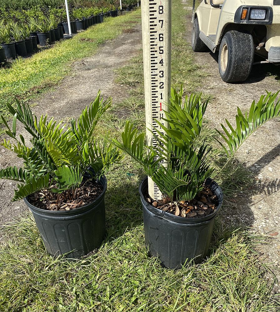 zamia-pumila-pumila-coontie