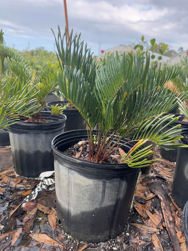 zamia-pumila-pumila-coontie