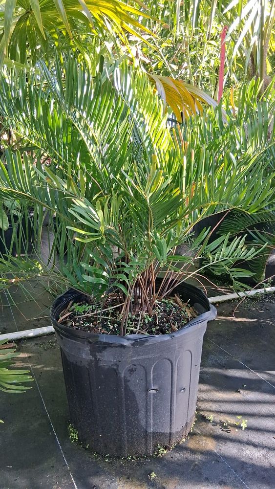 zamia-pumila-pumila-coontie