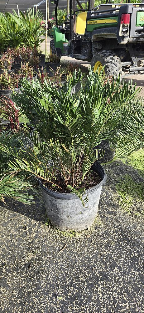 zamia-pumila-zamia-floridana-coontie