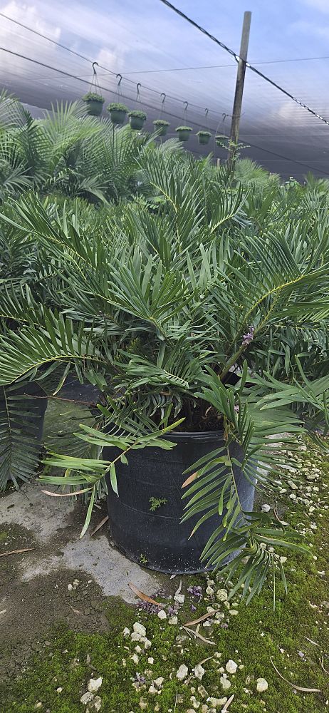 zamia-pumila-zamia-floridana-coontie