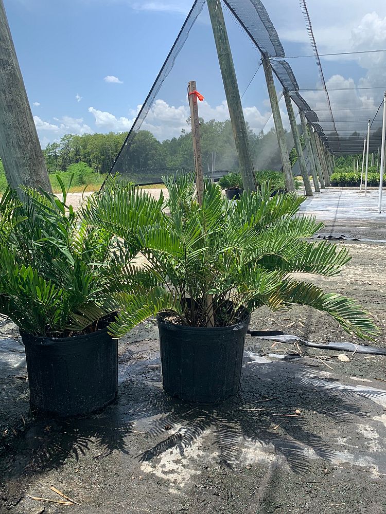 zamia-pumila-zamia-floridana-coontie