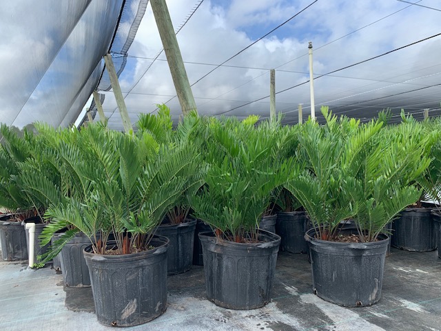 zamia-pumila-zamia-floridana-coontie