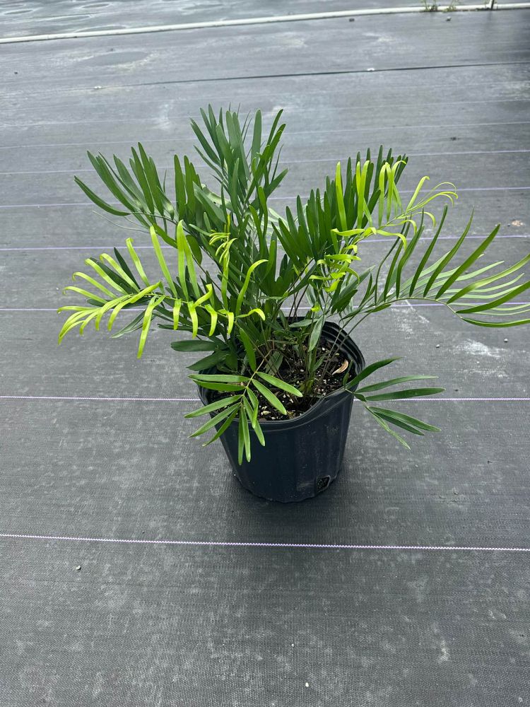 zamia-pumila-zamia-floridana-coontie