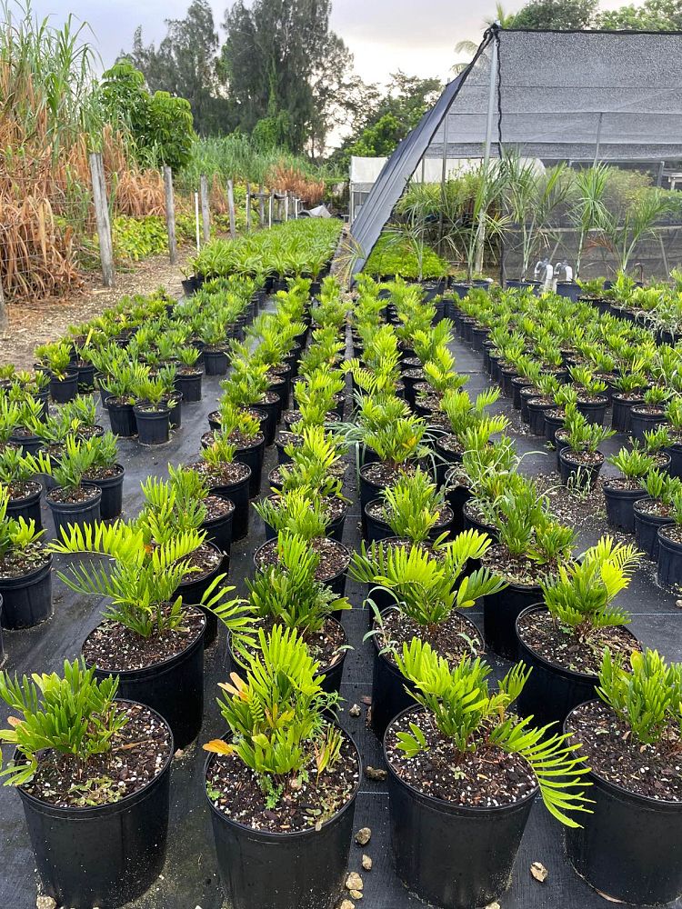 zamia-pumila-zamia-floridana-coontie