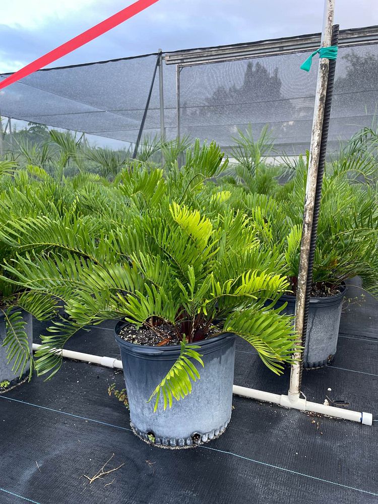 zamia-pumila-zamia-floridana-coontie