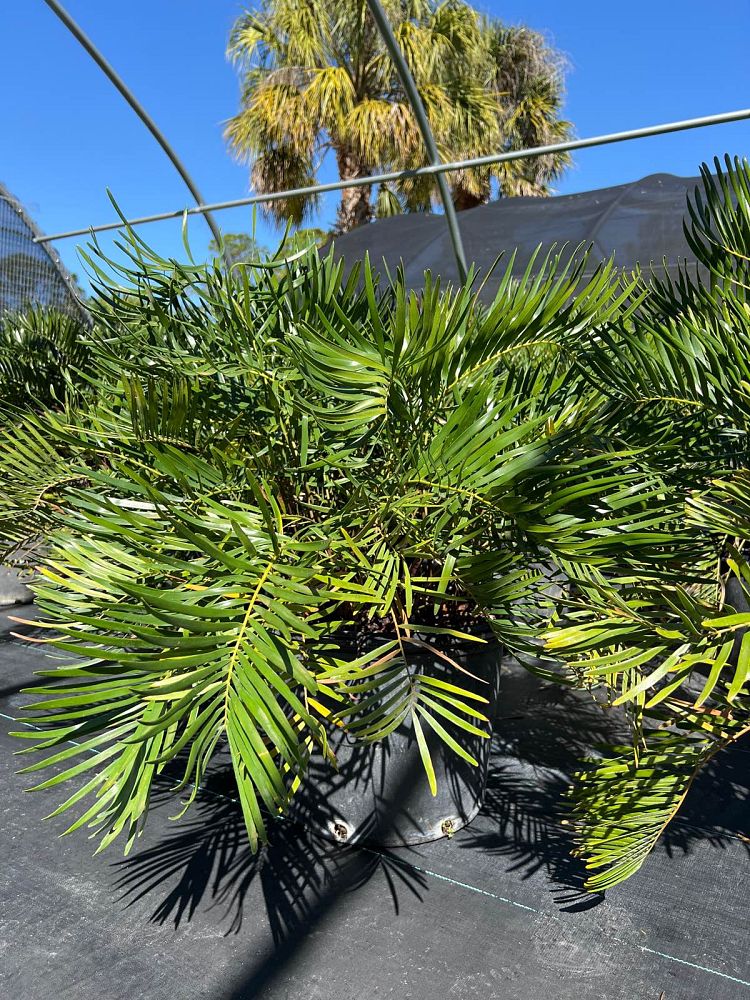 zamia-pumila-zamia-floridana-coontie