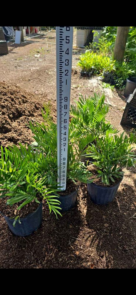 zamia-pumila-zamia-floridana-coontie