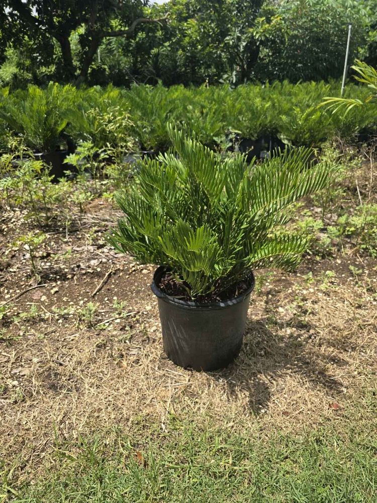 zamia-pumila-zamia-floridana-coontie