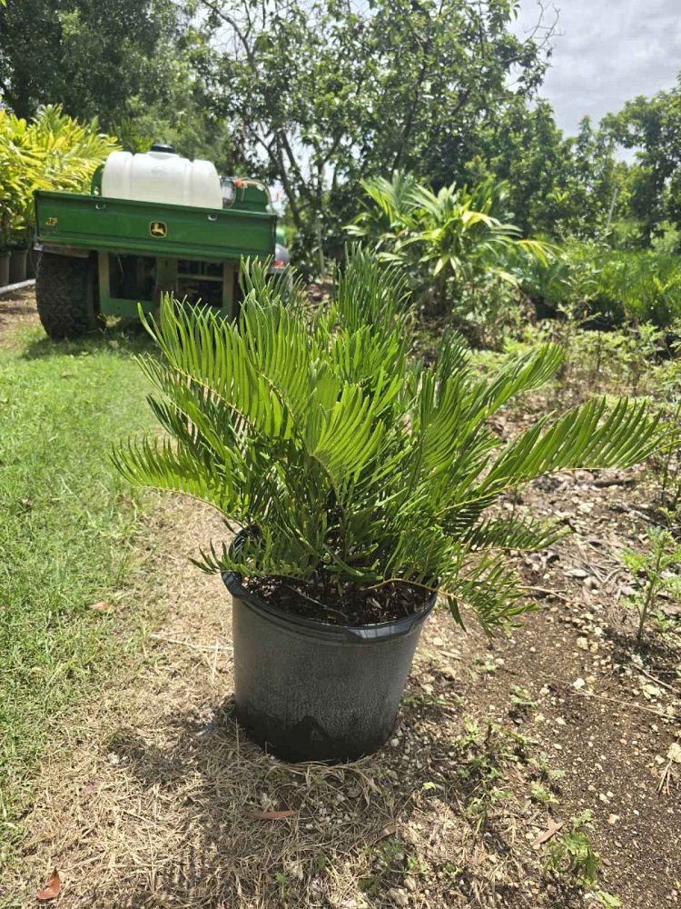 zamia-pumila-zamia-floridana-coontie