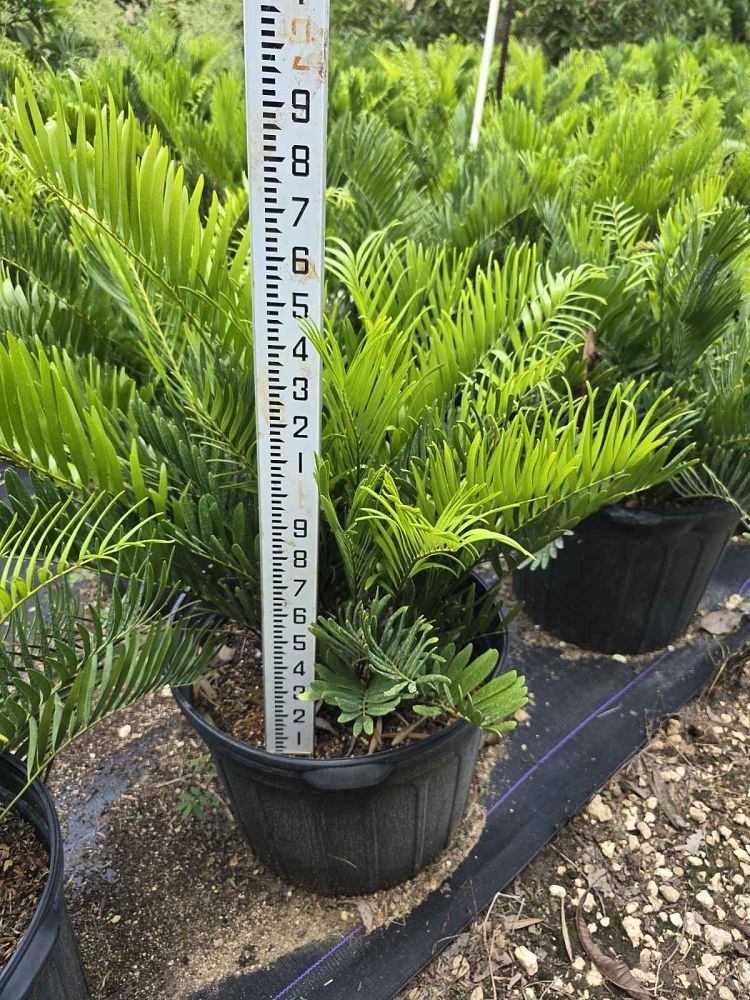 zamia-pumila-zamia-floridana-coontie