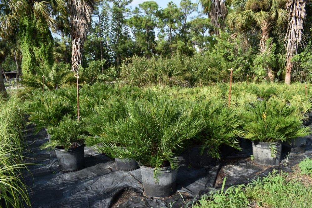 zamia-pumila-zamia-floridana-coontie