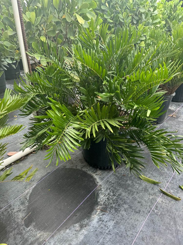 zamia-pumila-zamia-floridana-coontie