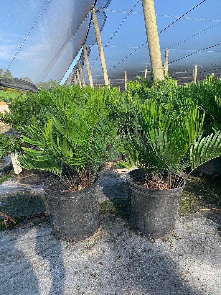 zamia-pumila-zamia-floridana-coontie