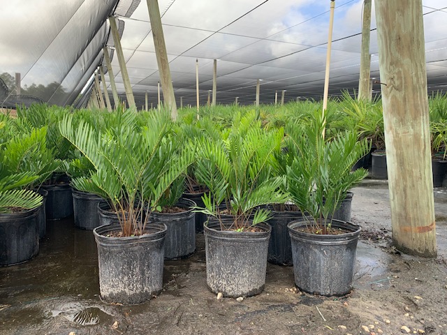 zamia-pumila-zamia-floridana-coontie