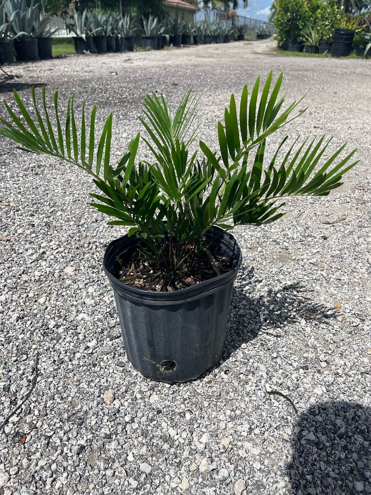 zamia-pumila-zamia-floridana-coontie