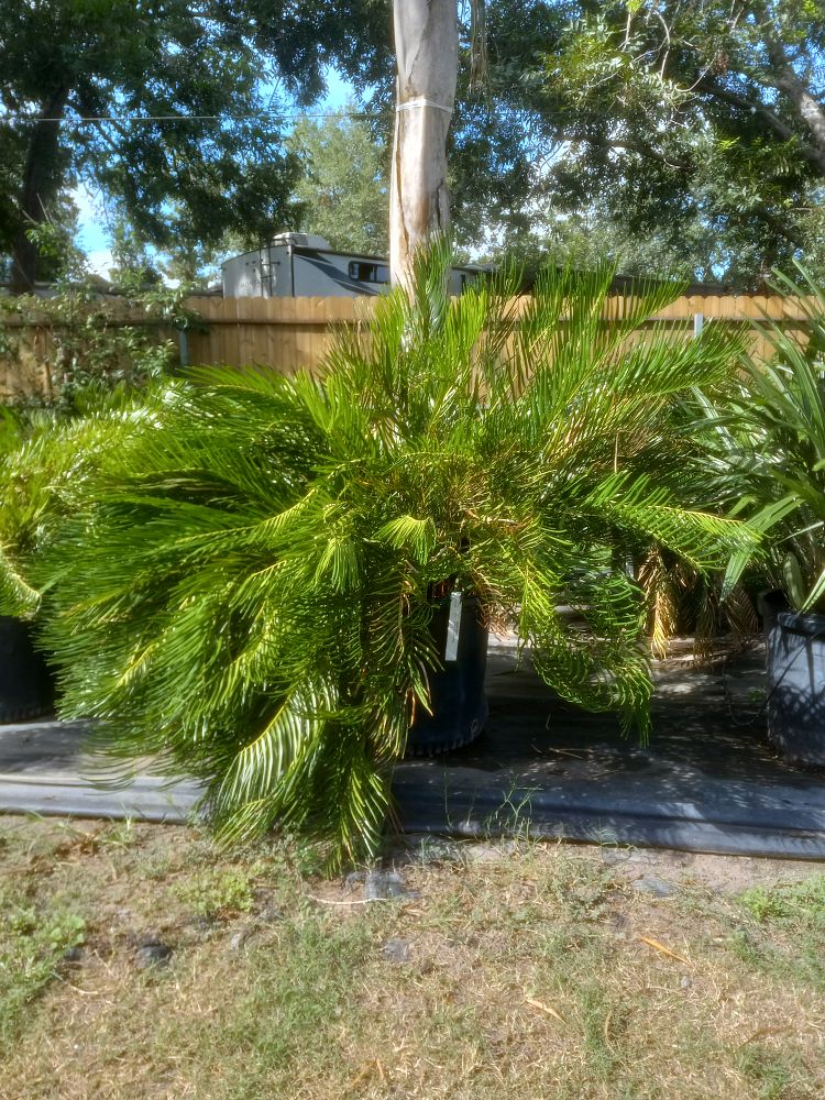 zamia-pumila-zamia-floridana-coontie