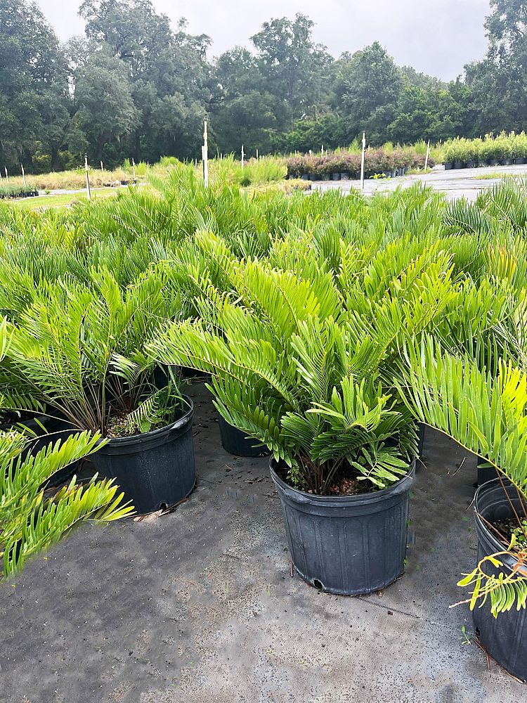 zamia-pumila-zamia-floridana-coontie