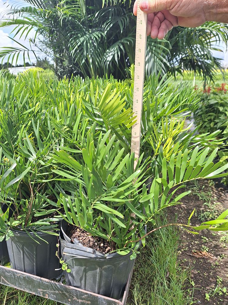 zamia-pumila-zamia-floridana-coontie