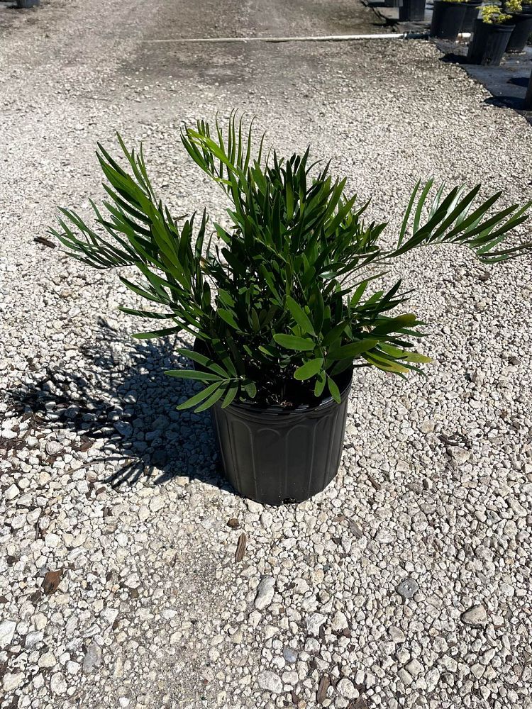 zamia-pumila-zamia-floridana-coontie